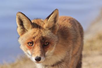 ��Ӱ�˿��Ʒ�������Ƶ����ɳһ���Ӵ��ڹ���ѪҺ����̰�ɫ...